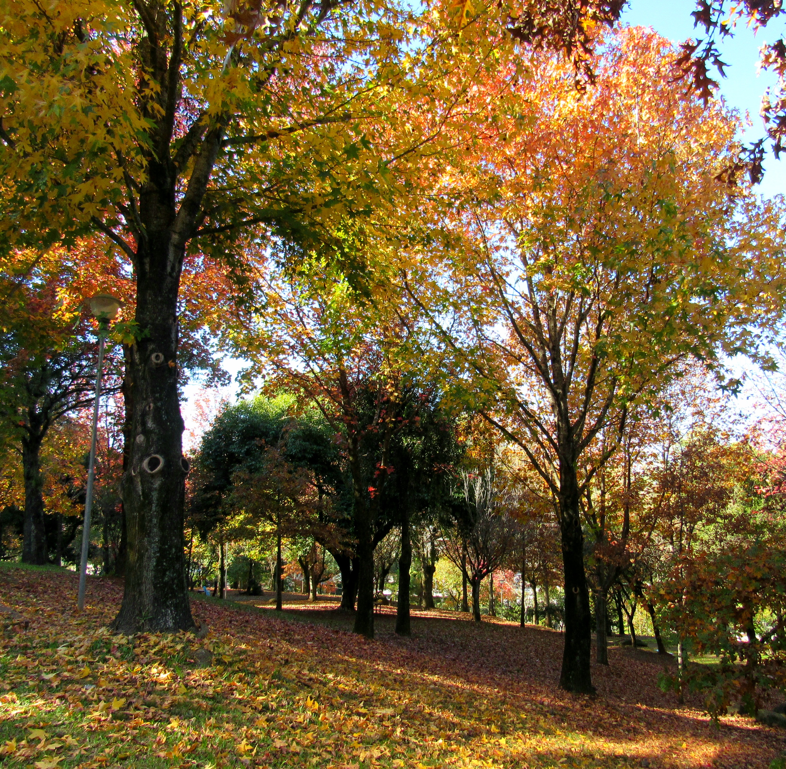 Paisagem típica do Outono/Inverno na Praça Gustavo Langsch em Porto Alegre - RS.