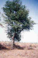 Prosopis cineraria