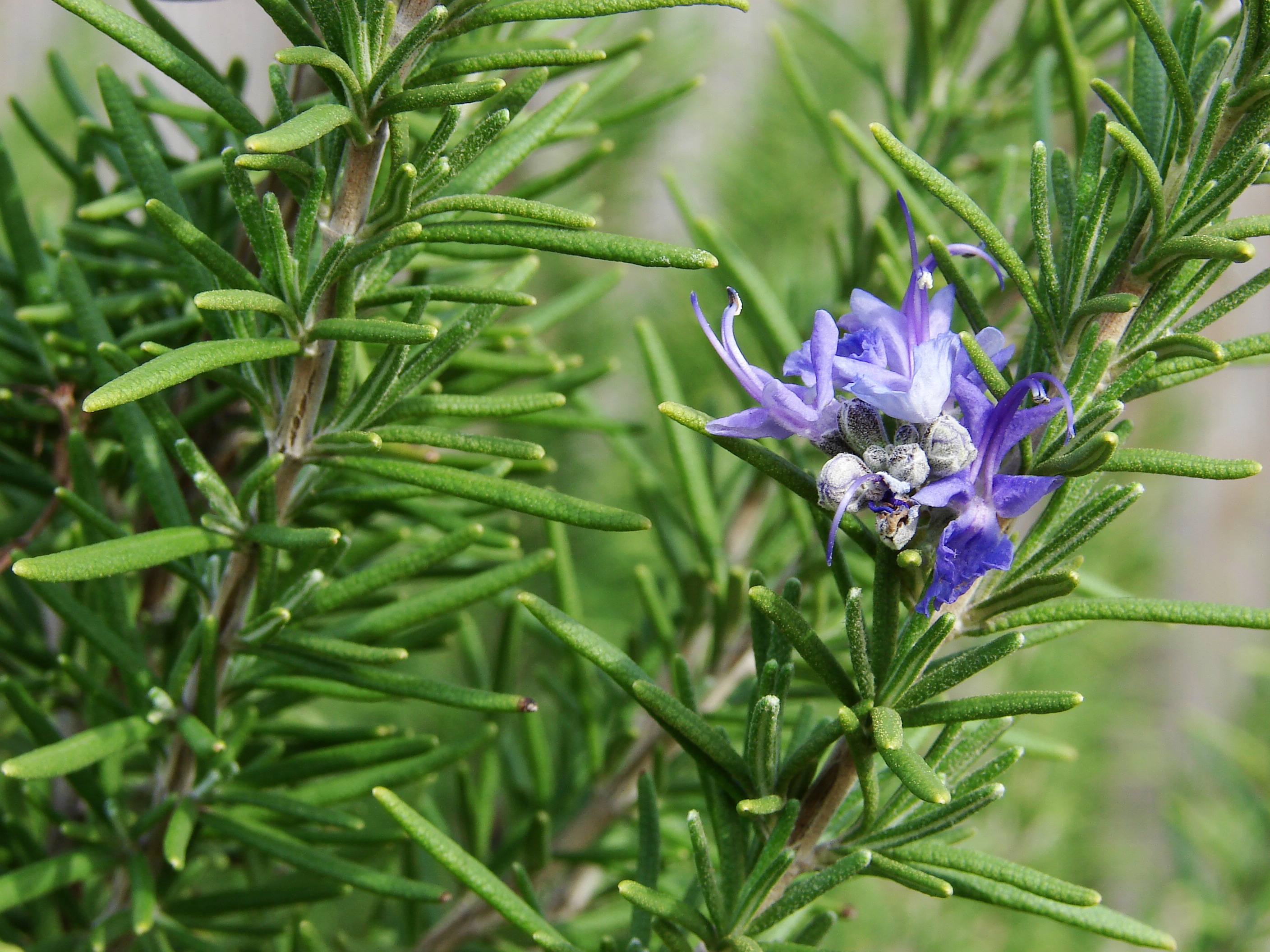 File:Rosemary-7560.jpg - Wikimedia Commons