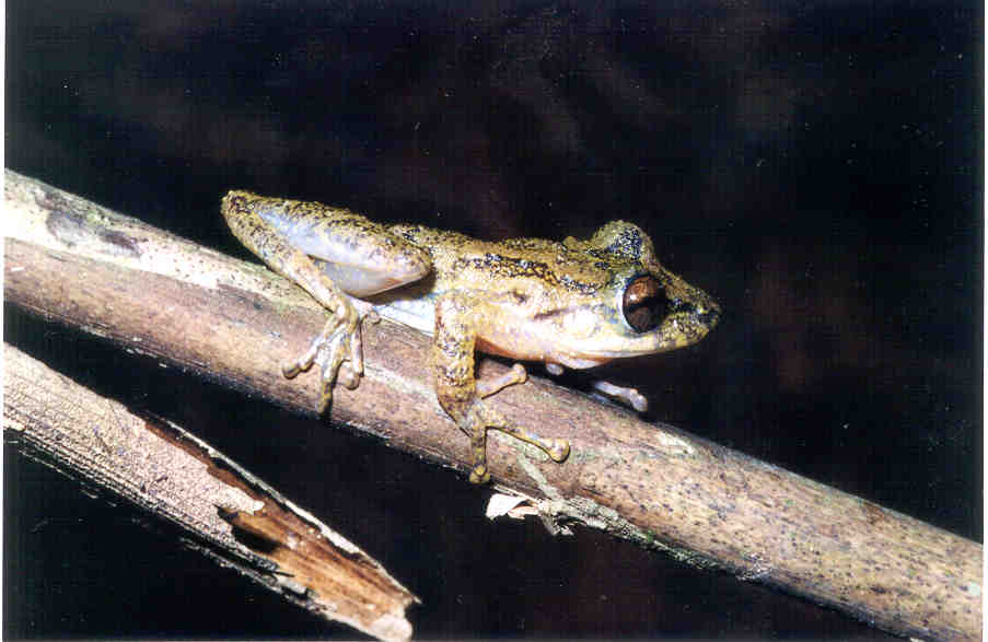 Scinax longilineus