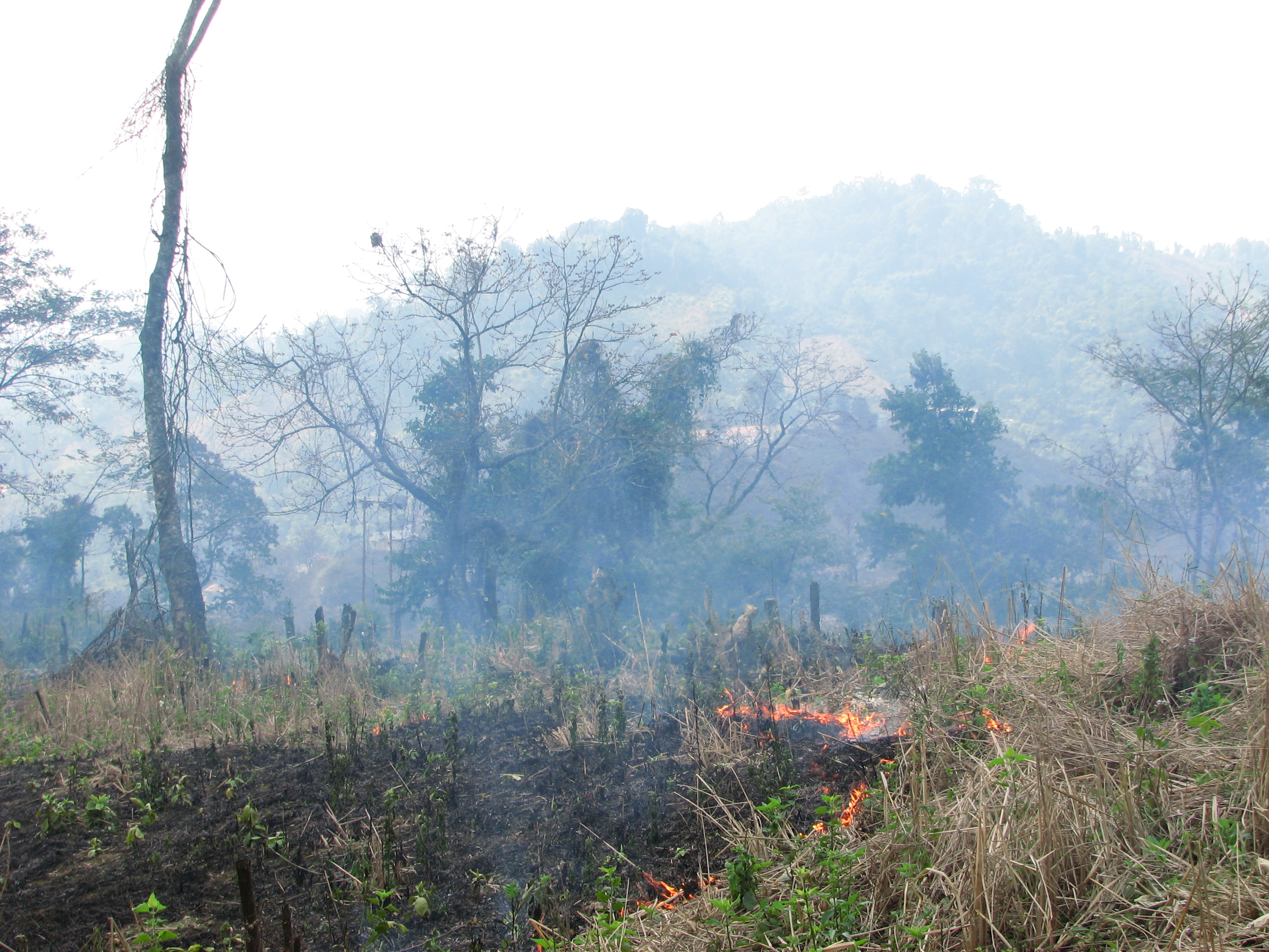 Shifting Cultivation