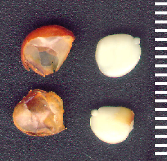 File:Sorbus domestica embryos explanted.jpg