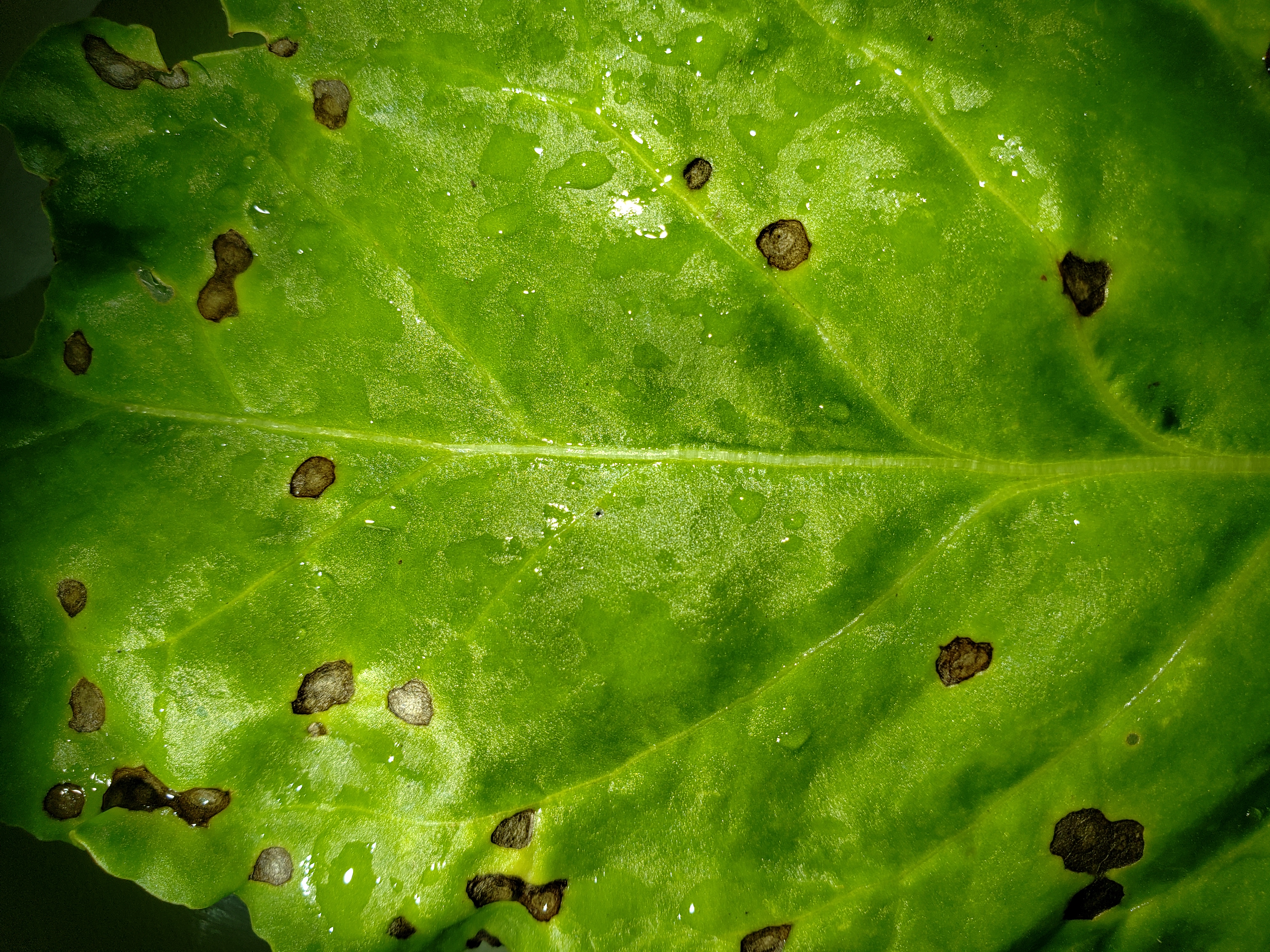 cercospora