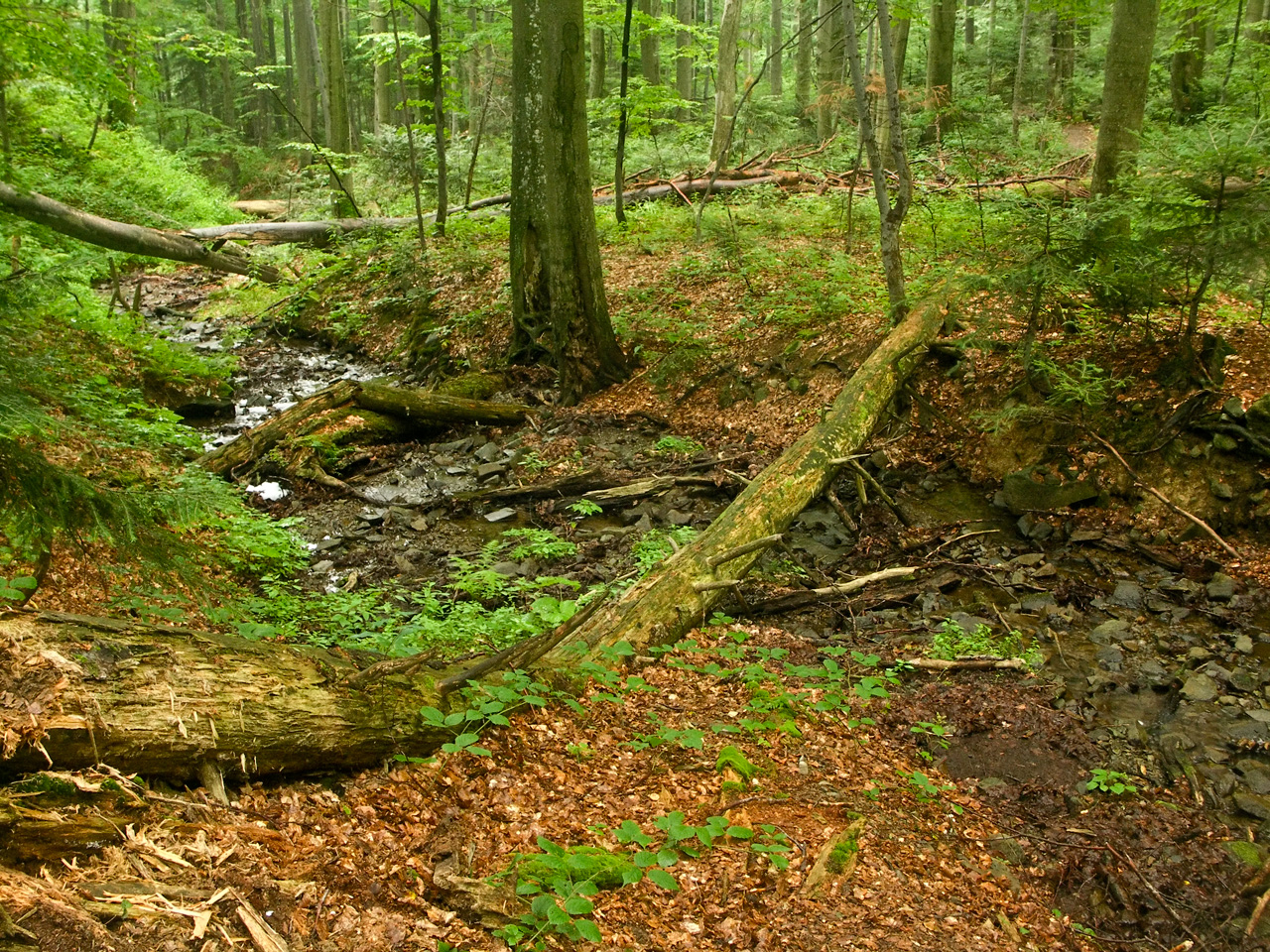 Stu%C5%BEica_primeval_forest%2C_Slovakia