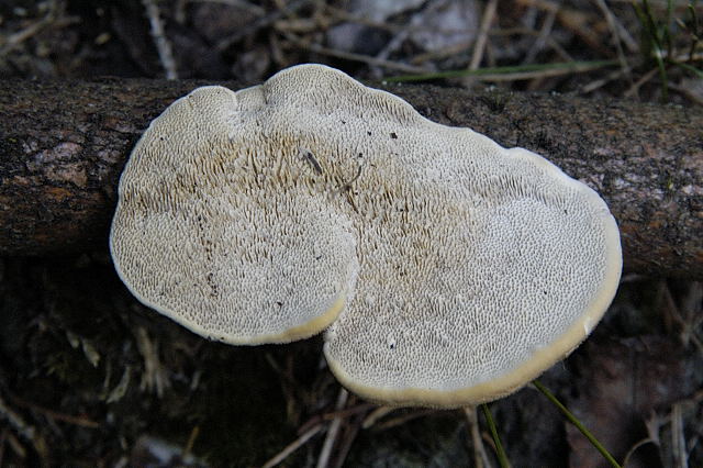 File:Trametes.hirsuta2.-.lindsey.jpg