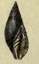 <i>Vexillum anthracinum</i> Species of gastropod