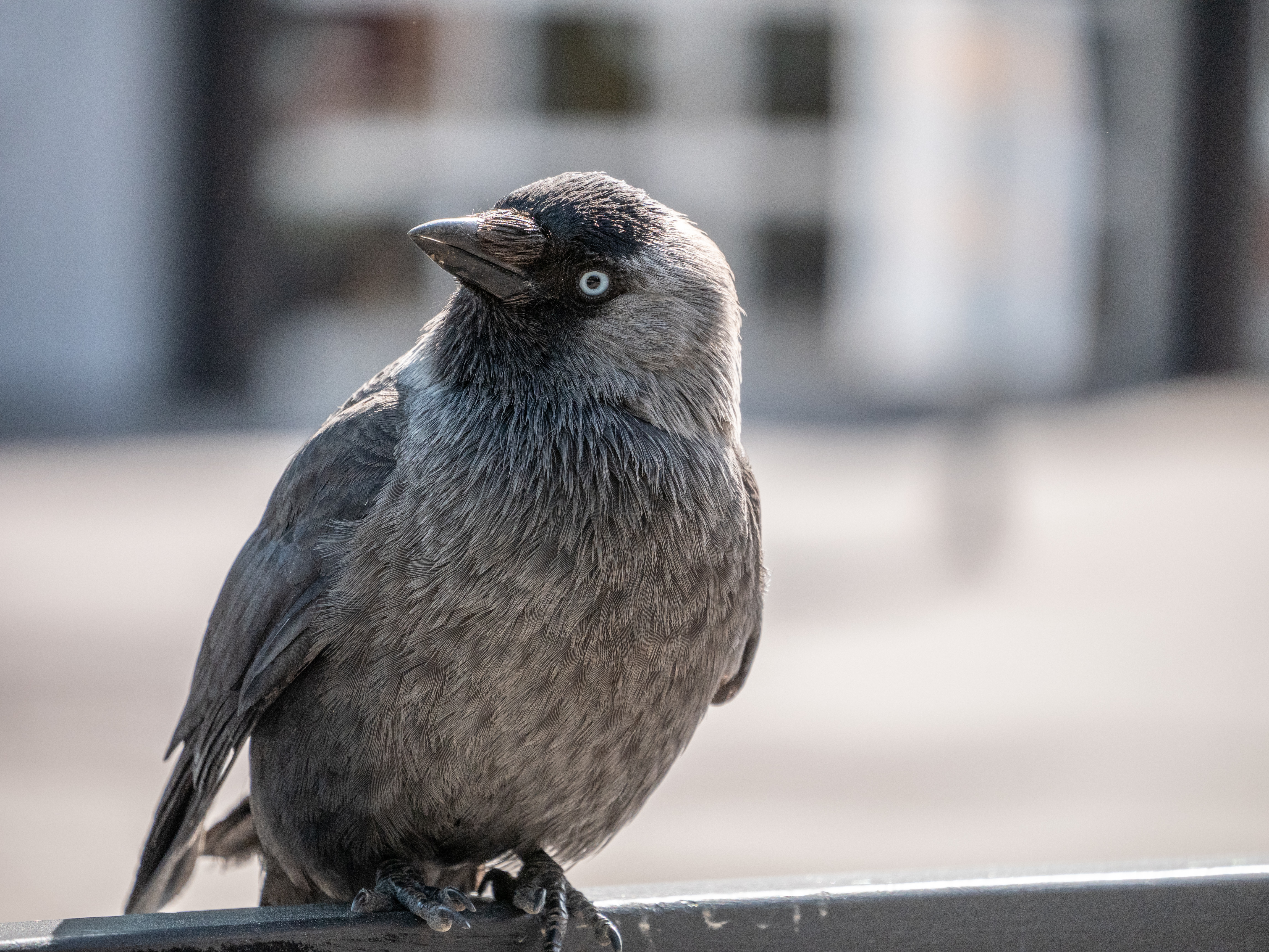 Western jackdaw - Wikipedia