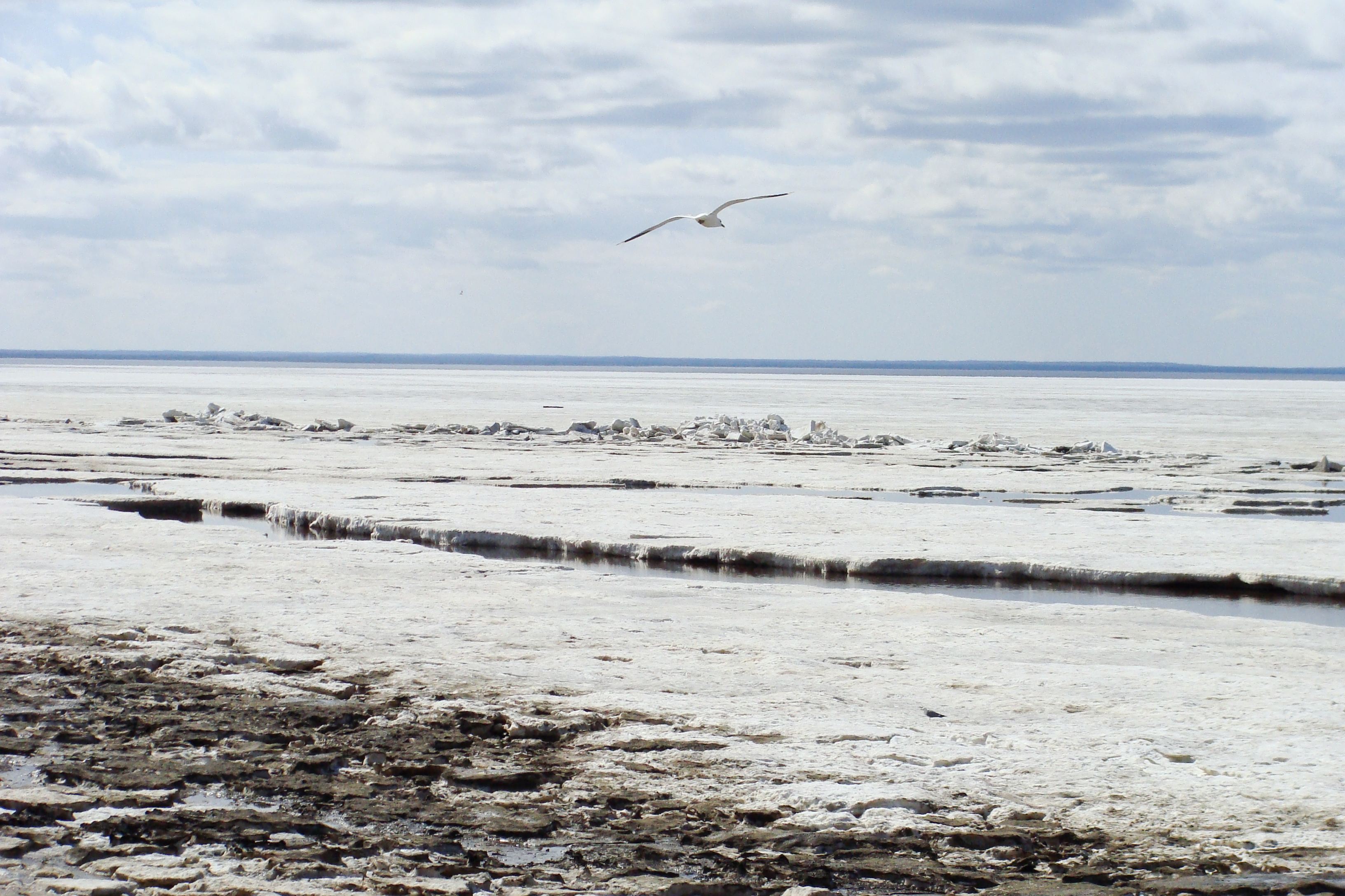 Белое море соленое