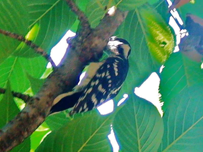 File:Woodpecker (cropped).jpg