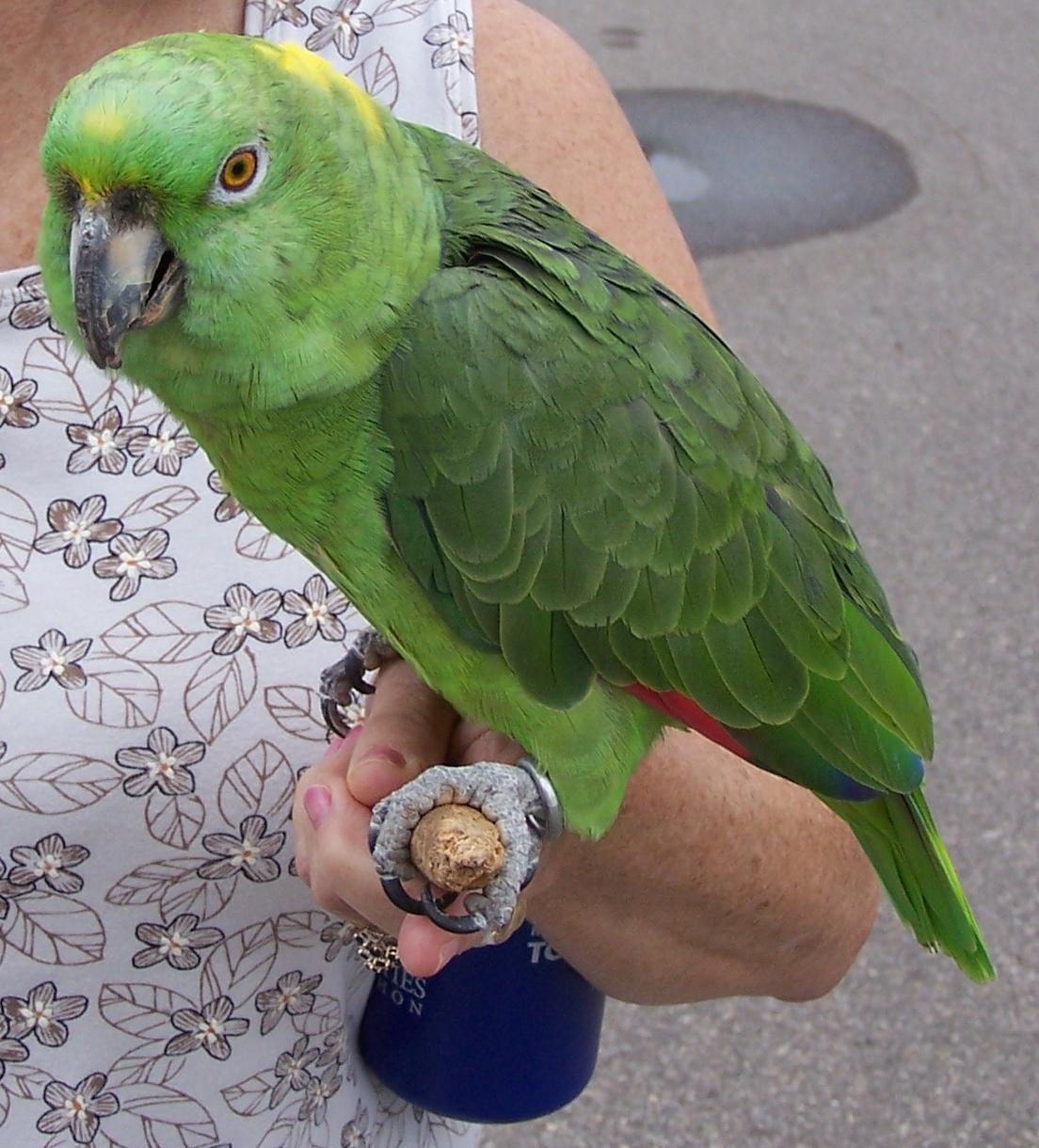 file-yellow-naped-amazon-morris-mn-2007-jpg-wikimedia-commons