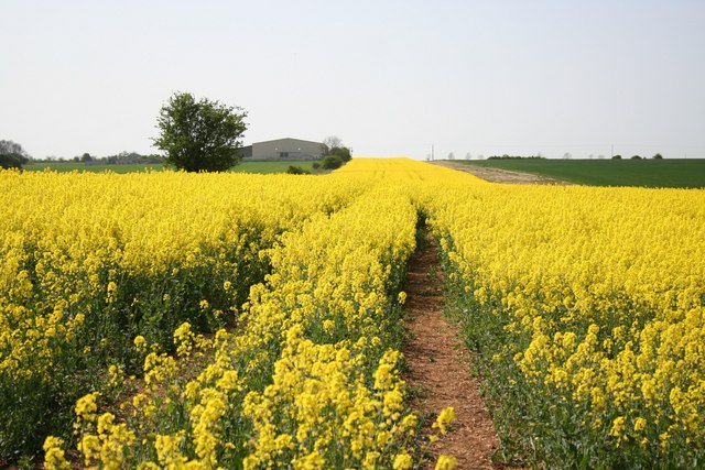 File:Yellow stripe - geograph.org.uk - 416328.jpg