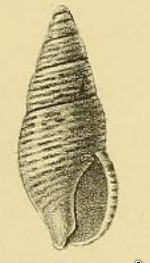 <i>Zafrona lightfooti</i> Species of gastropod
