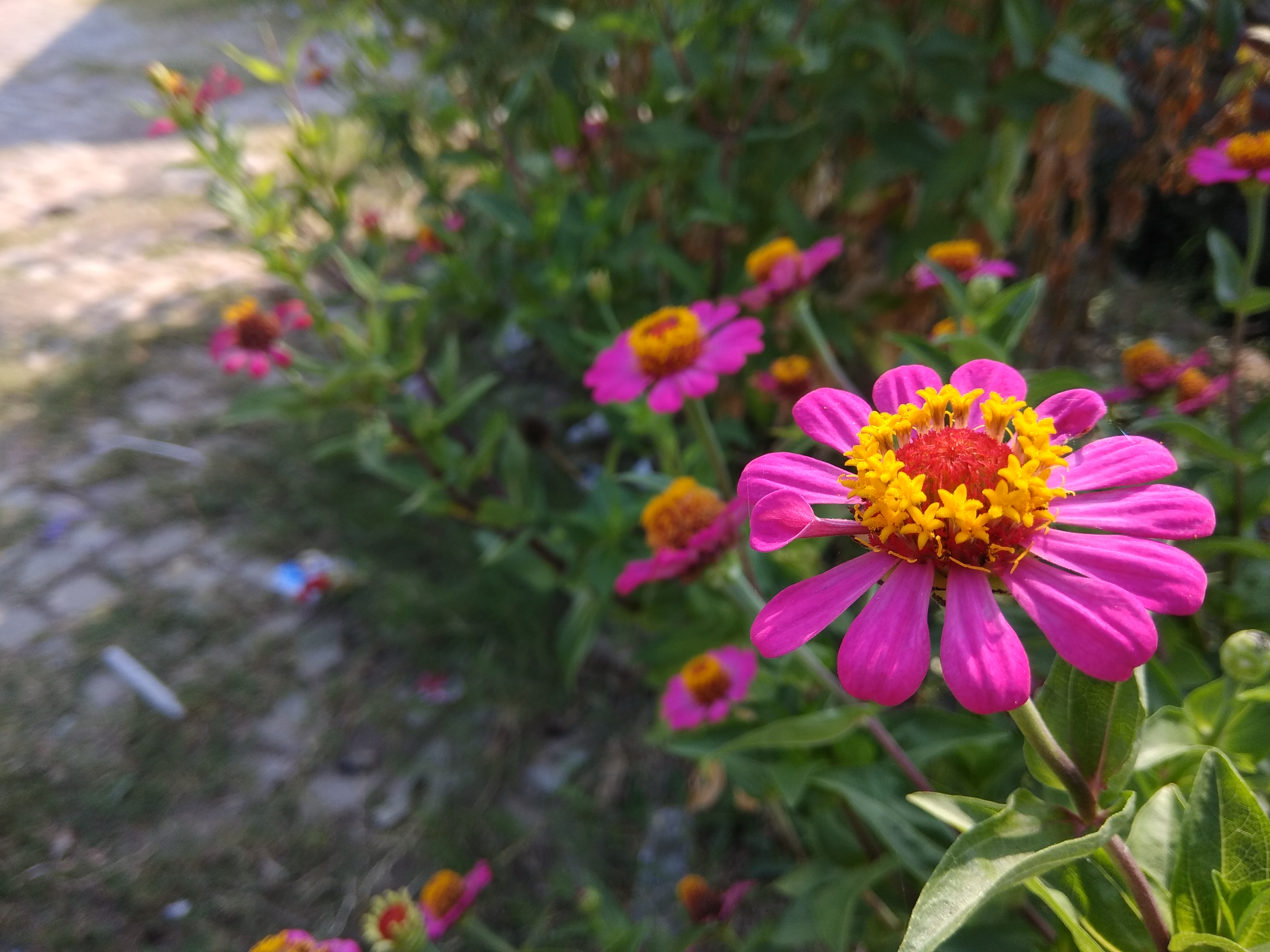 Циния scabiosaeflora