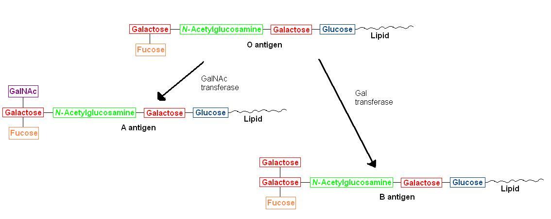 Blood Type Genetics Chart