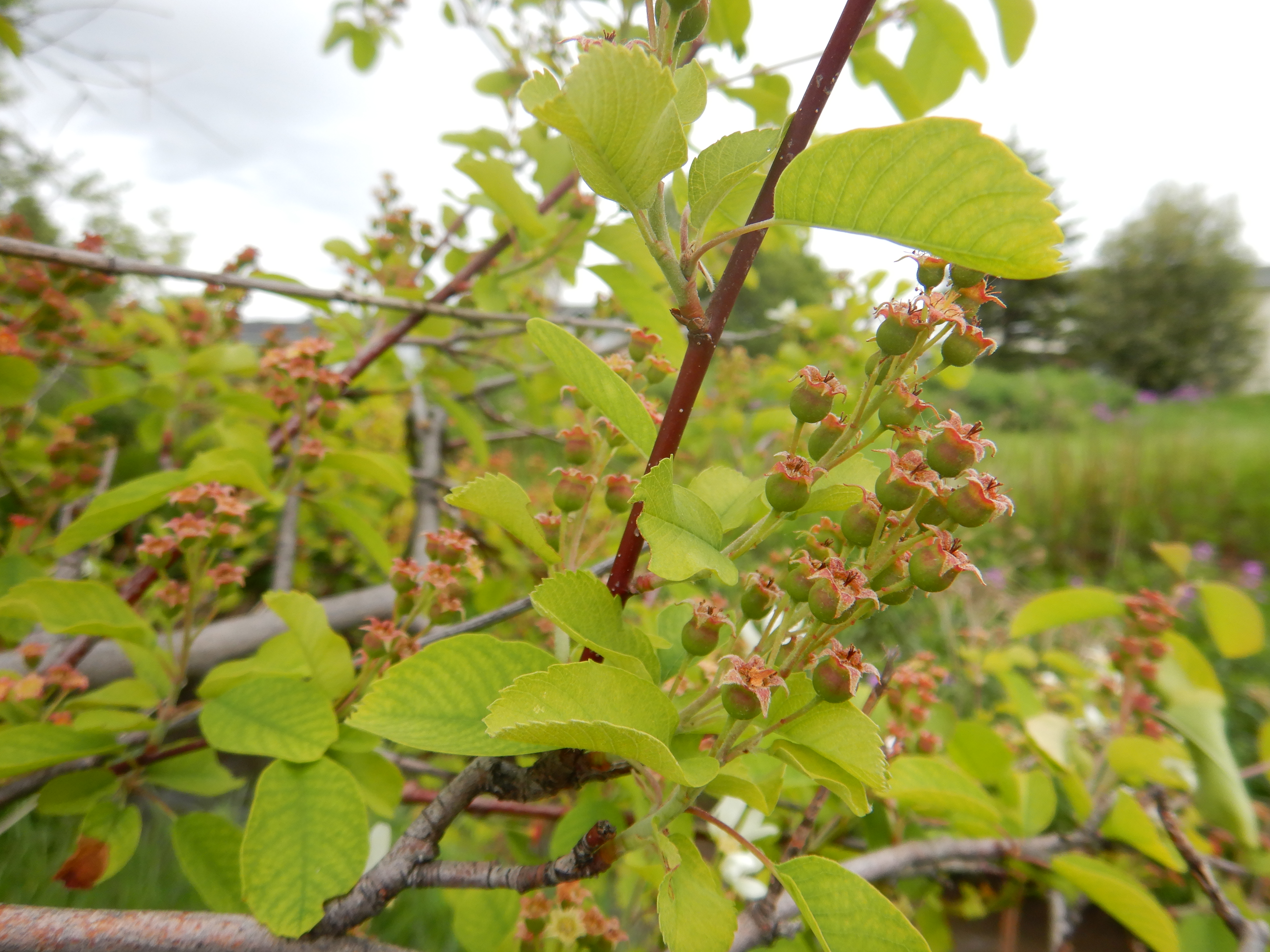 File Amelancheir Alnifolia Saskatoon Serviceberry Flickr Matt Lavin Jpg Wikimedia Commons