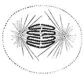 File:Anaphase.jpg