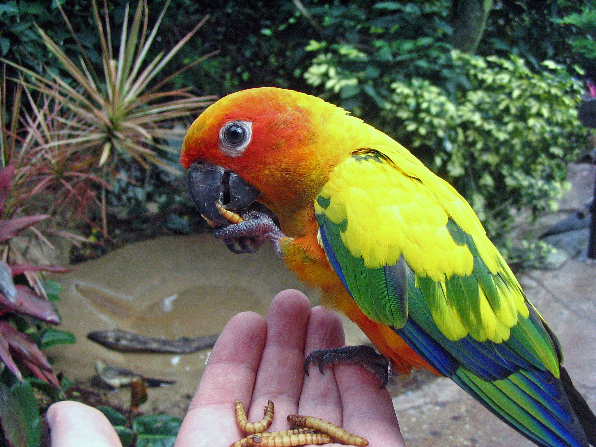 В зоопарке живут 5 видов попугаев каждому. Попугай аратинга. Попугаи аратинго Нандая. Солнечный аратинга. Колумбийская аратинга.