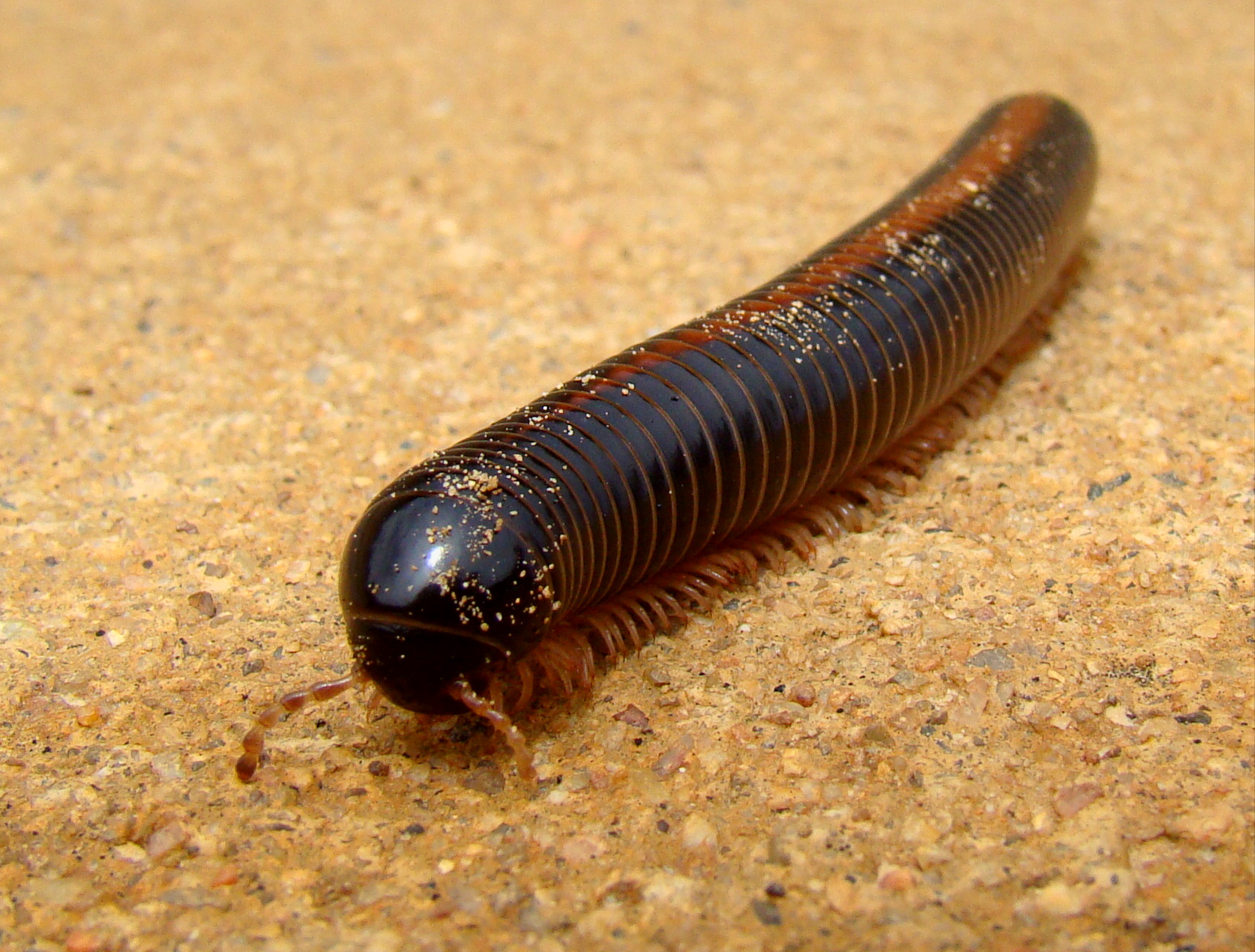 giant millipede