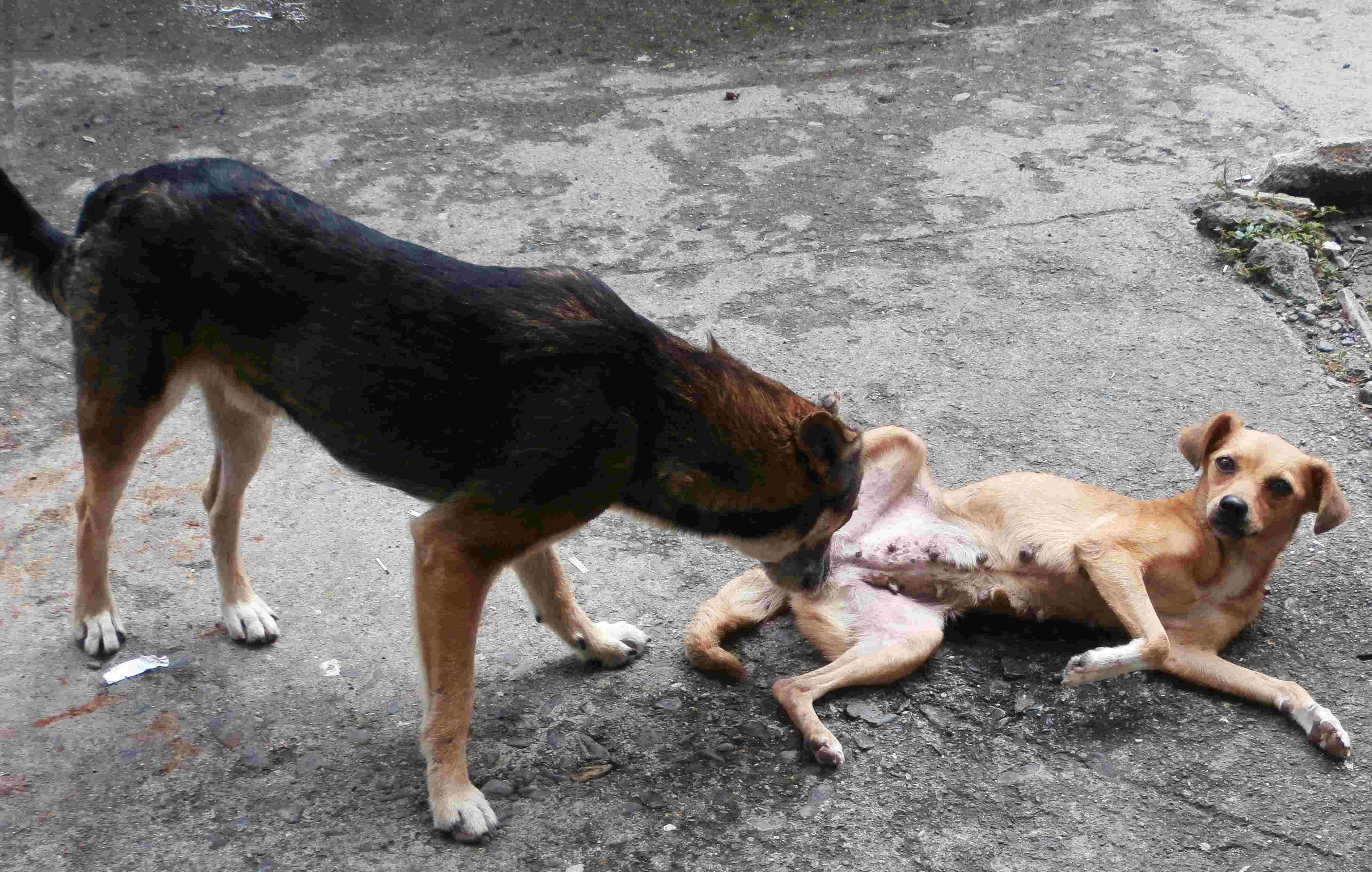 Dog mating a woman