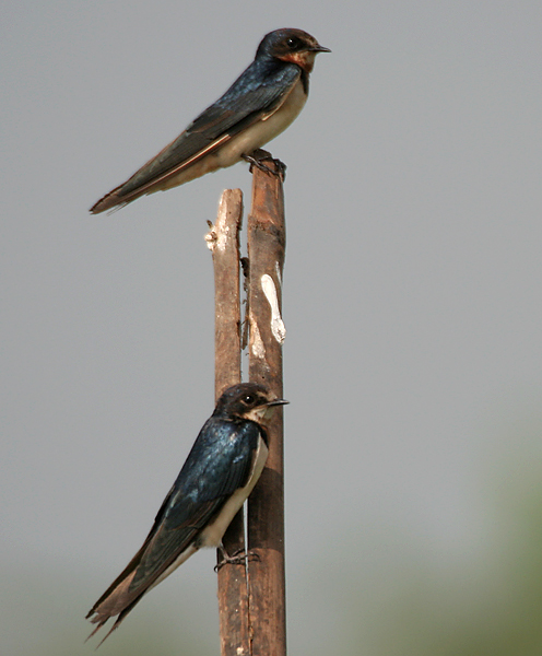 File:Barn Swallow (Hirundo rustica) in AP W IMG 3863.jpg