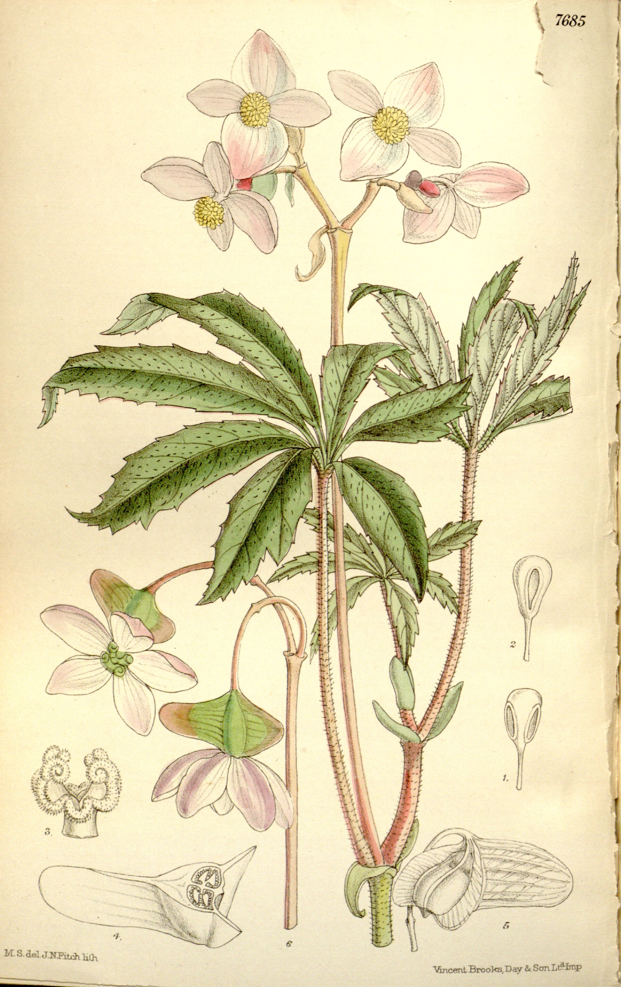 Begonia hemsleyana - Wikipedia, la enciclopedia libre