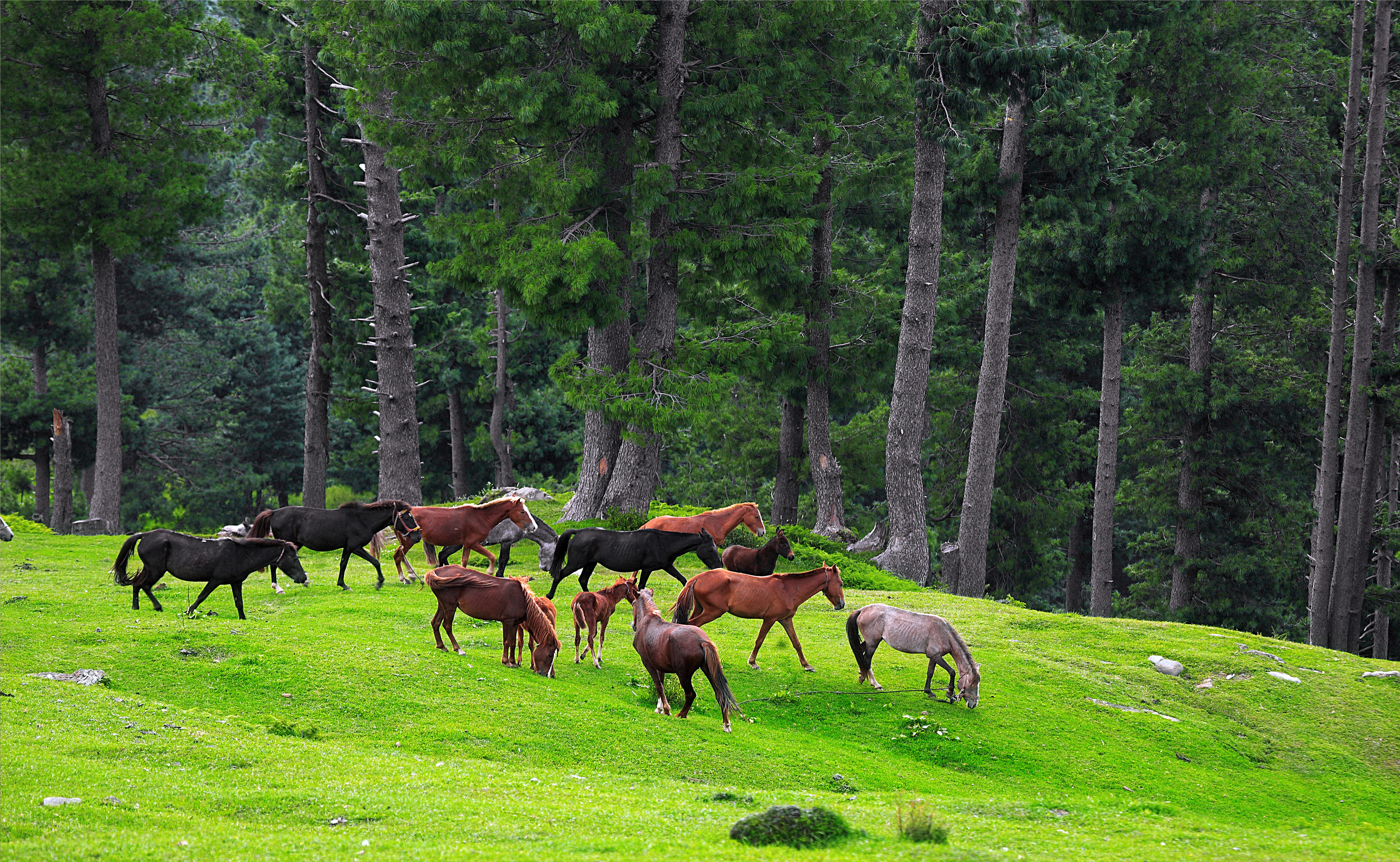 https://upload.wikimedia.org/wikipedia/commons/f/f5/Best_view_ever_-_Azad_Kashmir.jpg