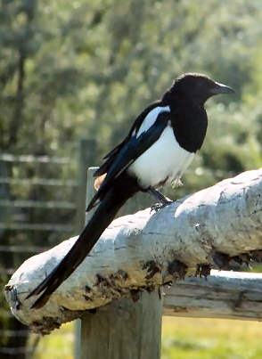 Black-billed Magpie