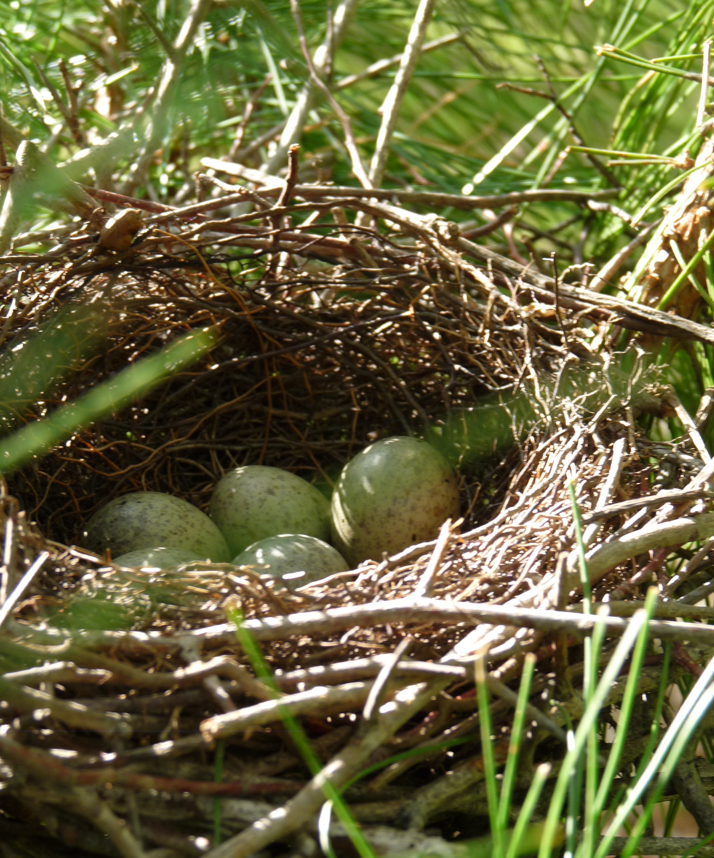File Blue Jays Nest Jpg Wikimedia Commons