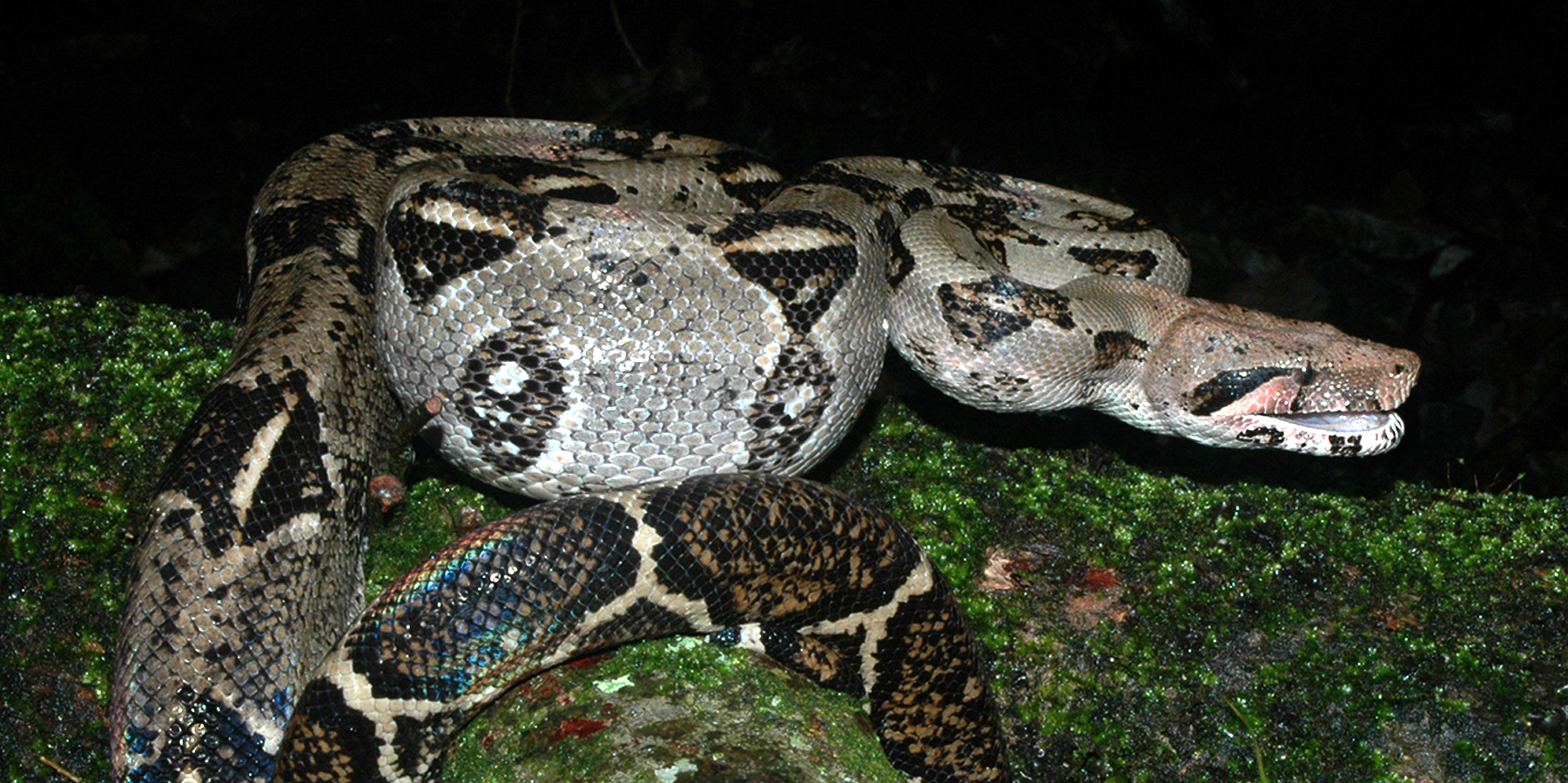 Boa constrictor - Wikipedia