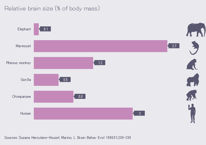 File:Brain size comparison - Relative brain size (% of body mass).png -  Wikimedia Commons