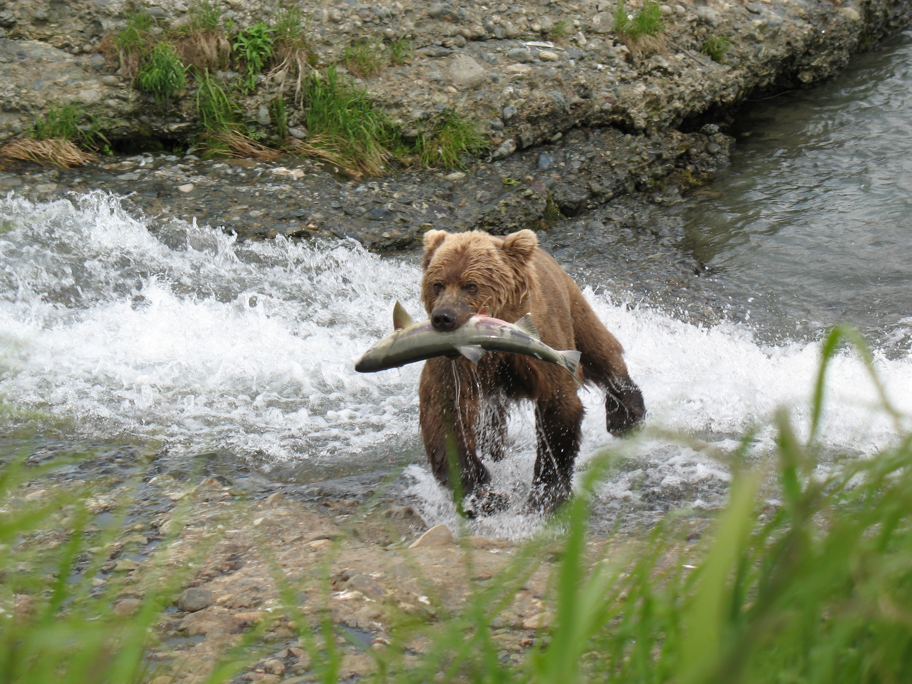 Максимальная скорость бурого медведя км ч. Бурый медведь Хабаровского края. Бурый медведь в Приморском крае. Бурый медведь в Хабаровском крае. Медведь с рыбой в зубах.
