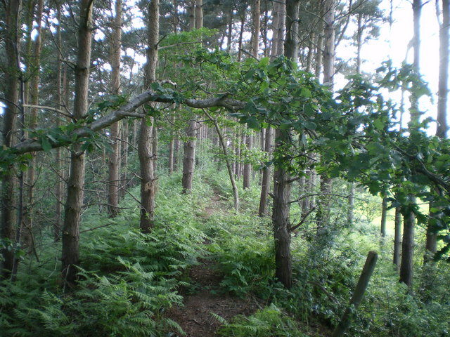 Bury Walls