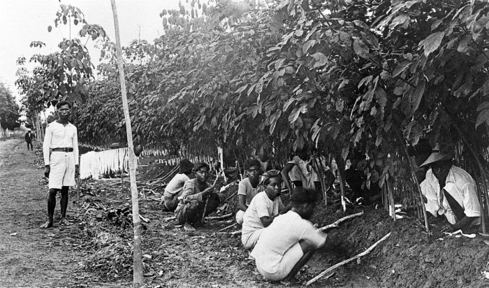 File:COLLECTIE TROPENMUSEUM Het enten van rubberbomen Oostkust Sumatra TMnr 10012739.jpg