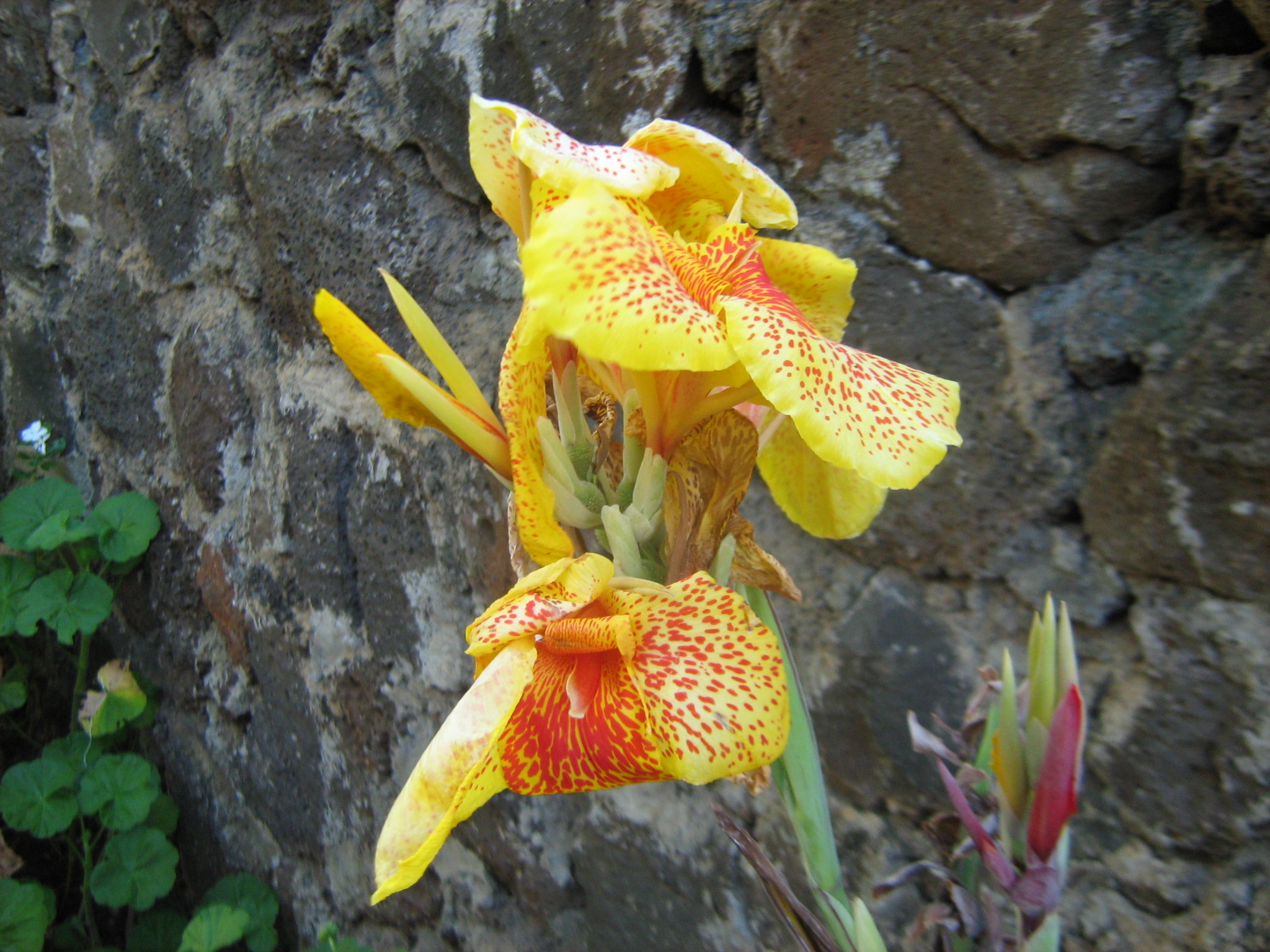 Are There Canna Lillies in Scotland 