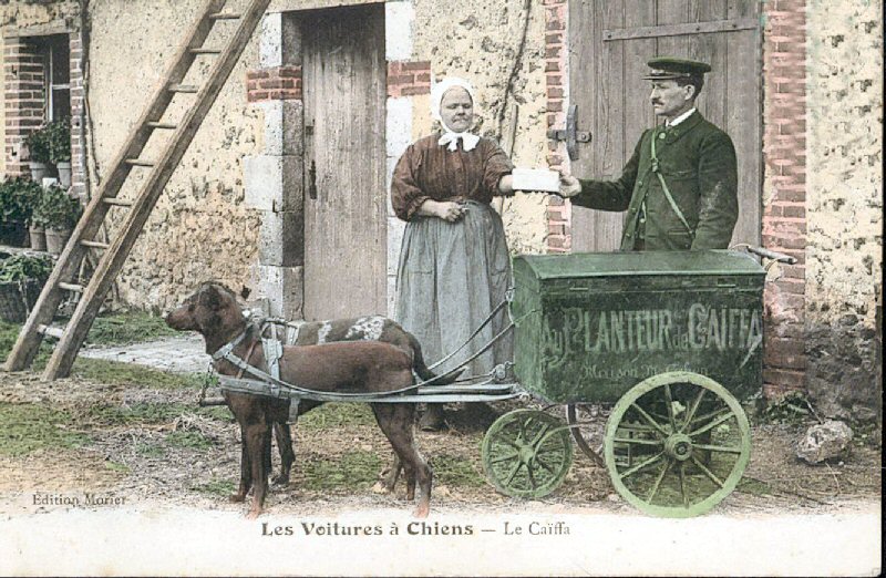 File:Cart drawn by dogs.jpg