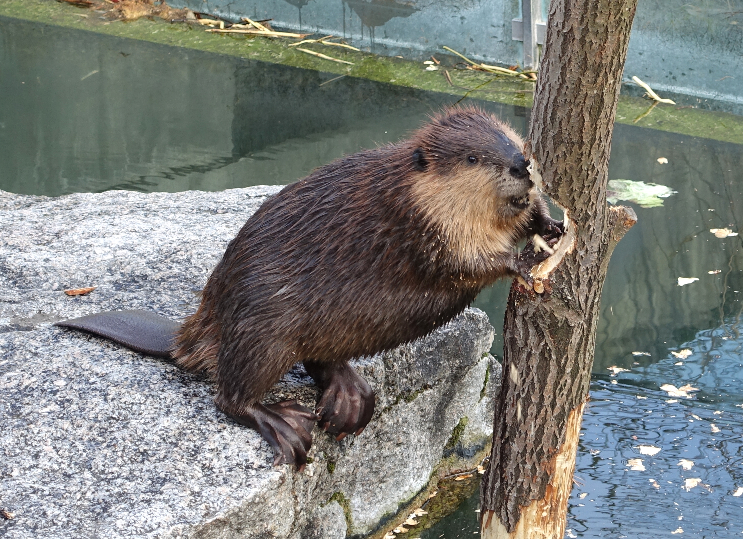 Бобр канадский (лат. Castor canadensis)