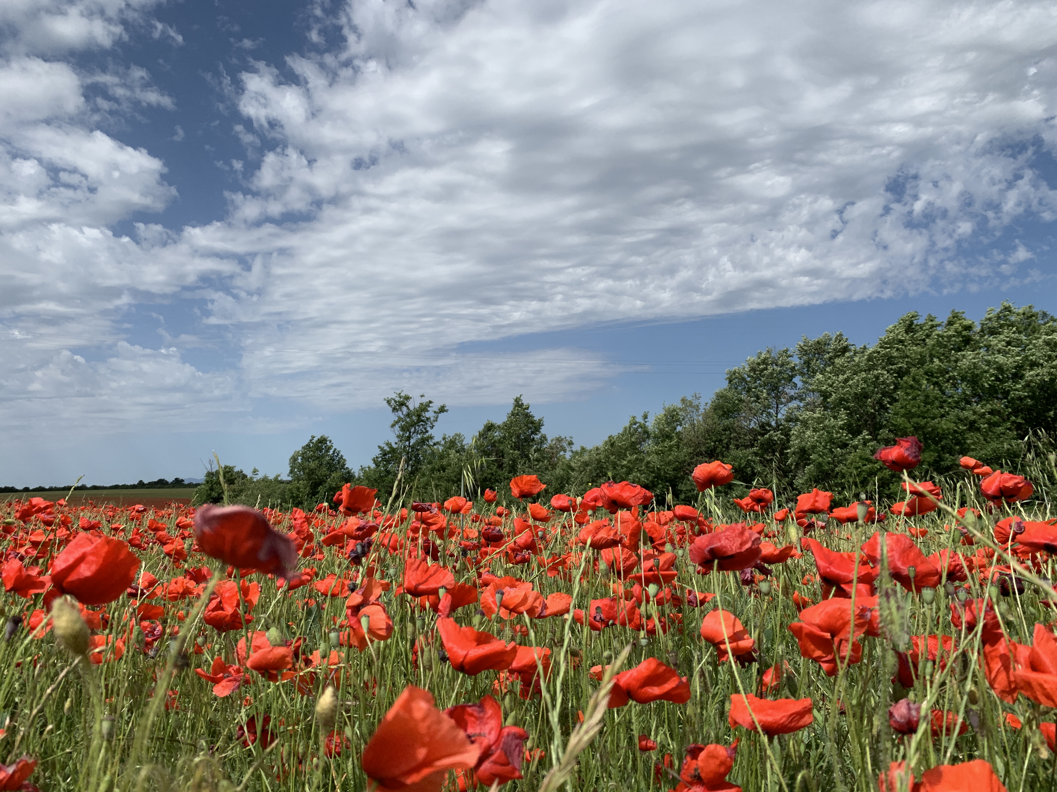 File Champs De Coquelicots Au Village Jpg Wikimedia Commons