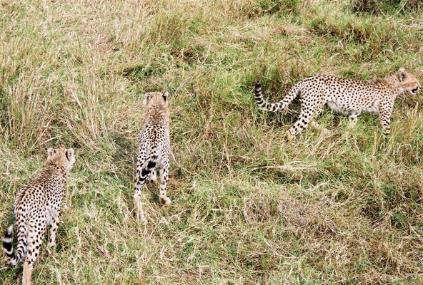 File:Cheetahs in the Mara.jpg