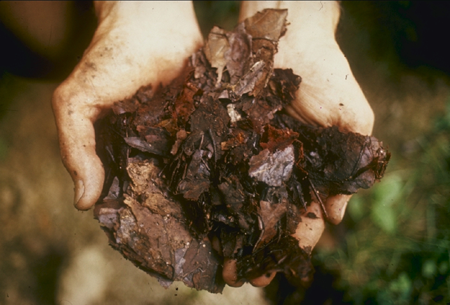 File:Compost.jpg