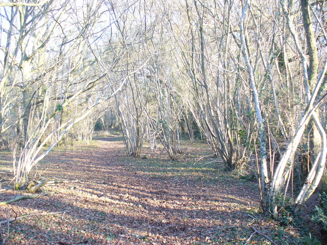 File:Coppice by Bisney Cottage - geograph.org.uk - 1096676.jpg