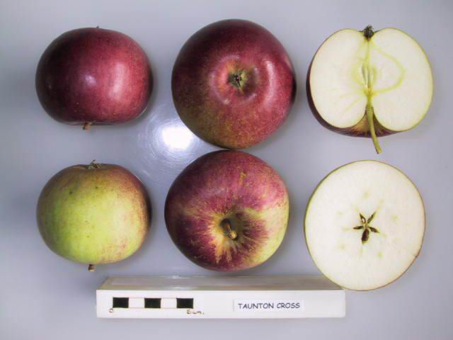 File:Cross section of Taunton Cross, National Fruit Collection (acc. 1929-034).jpg