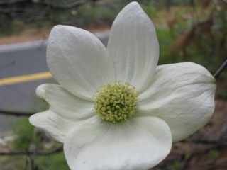 File:Dogwood closeup (18432710409).jpg