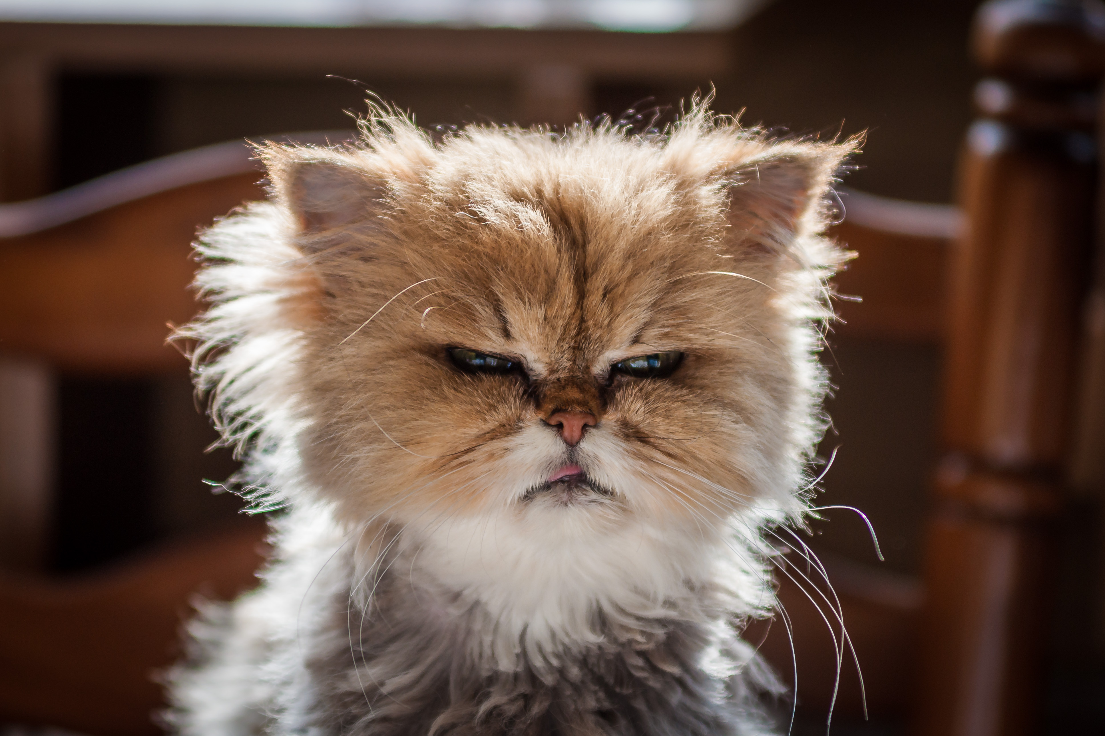 File Domestic cat  mean  face  jpg Wikimedia Commons