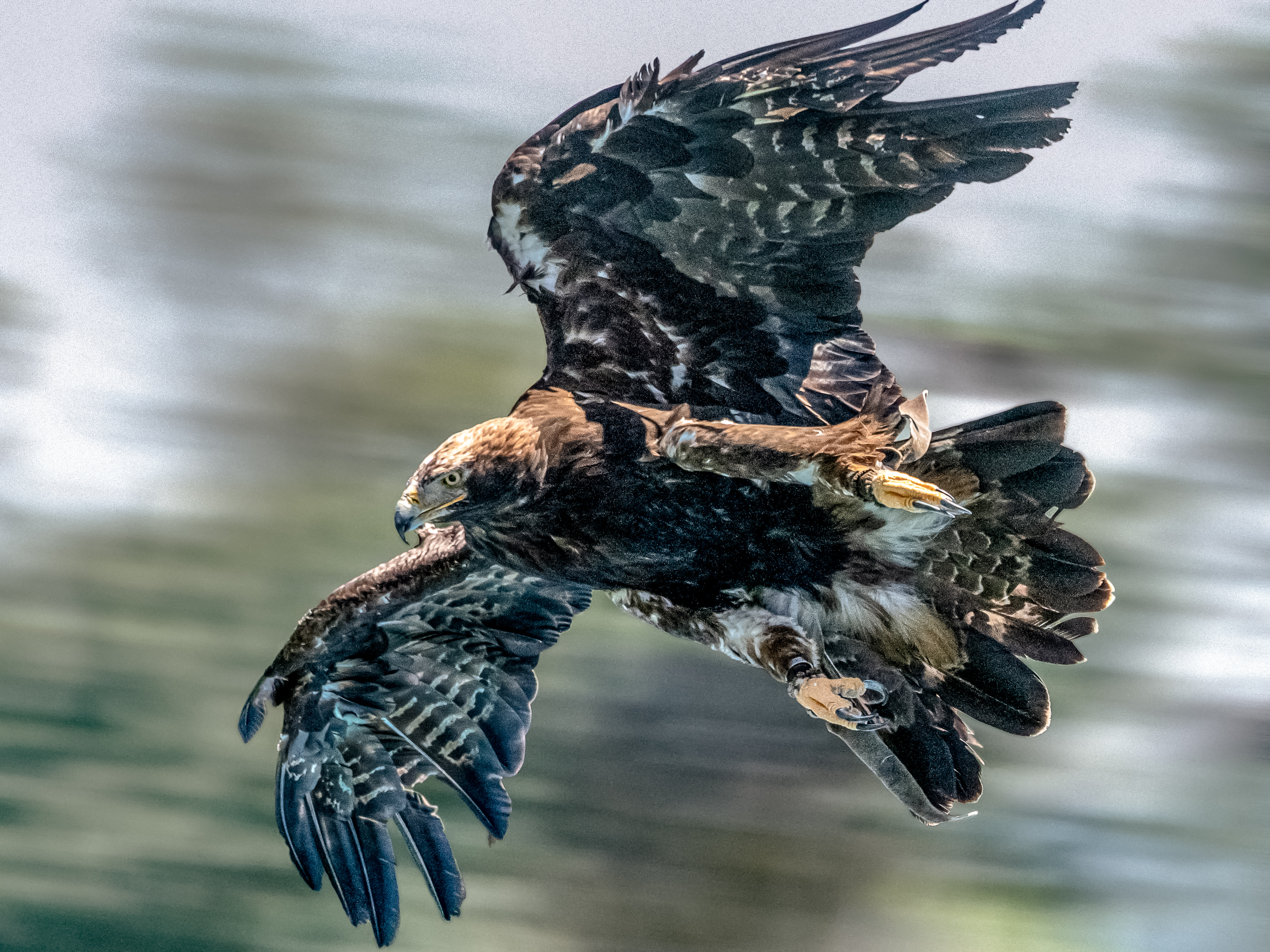 Eastern Imperial Eagle (Aquila heliaca) - Flickr - Bernd Thaller.jpg