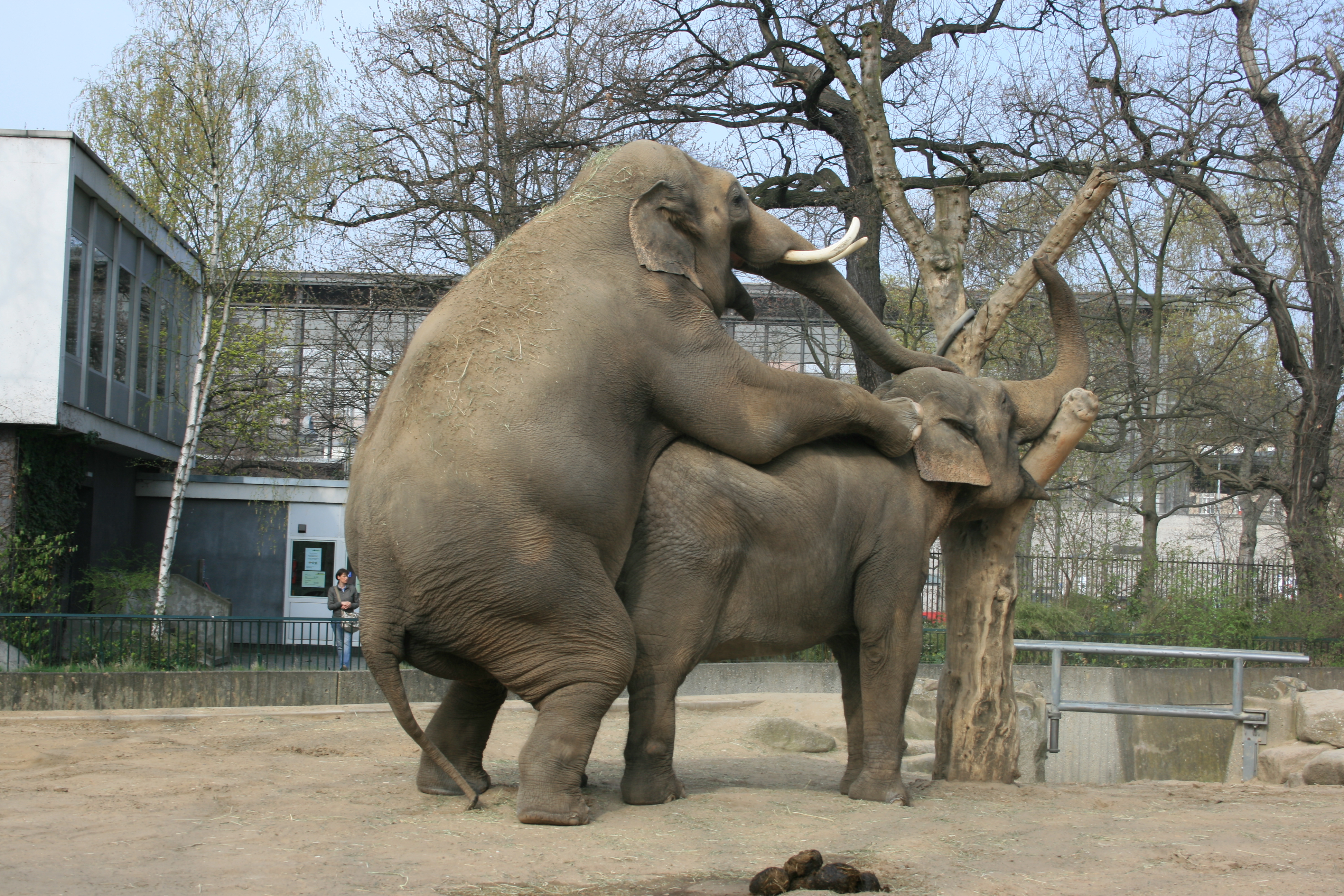 Zoo animals having sex