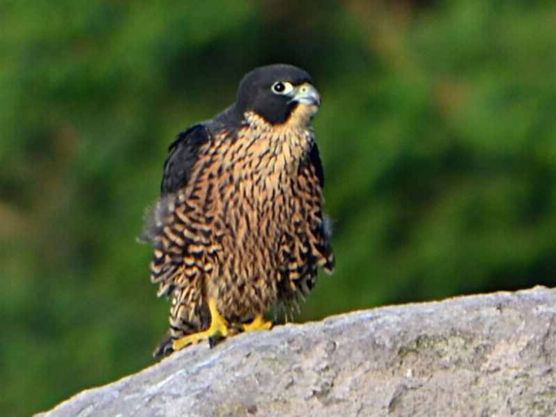 File:Falco peregrinus ernesti.JPG