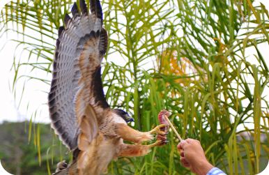 File:Feedinghawk.jpg