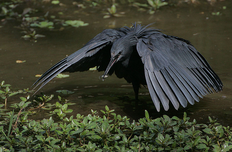 https://upload.wikimedia.org/wikipedia/commons/f/f5/Flickr_-_Rainbirder_-_Black_Egret_%28Egretta_ardesiaca%29.jpg