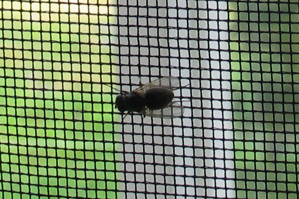 File:Fly on insect net 20060621 002.jpg - Wikimedia Commons
