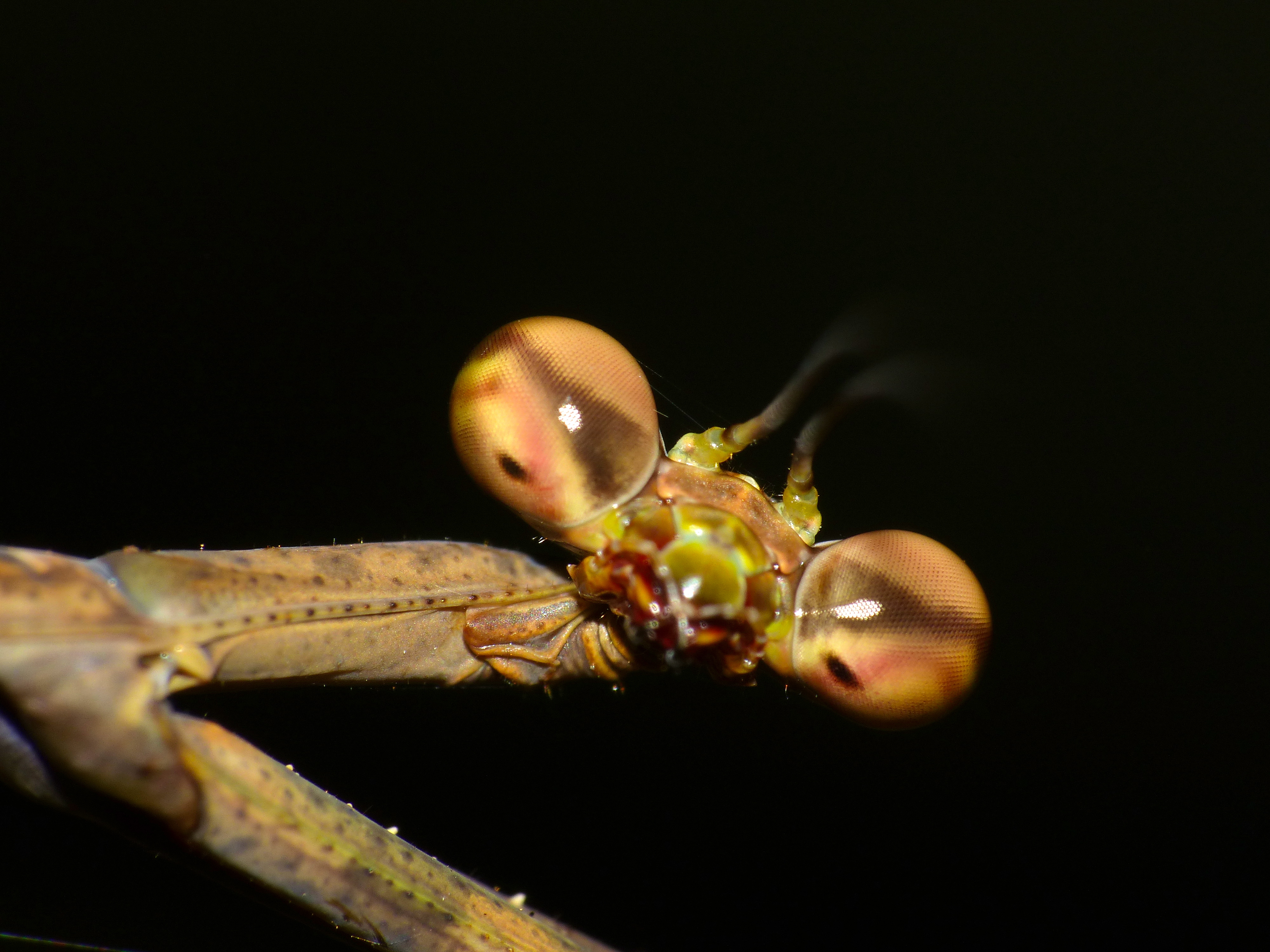 Giraffe Mantis (Euchomenella heteroptera) female close-up (15658303711).jpg